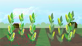 Genetically Modified Organisms: what is GMO?