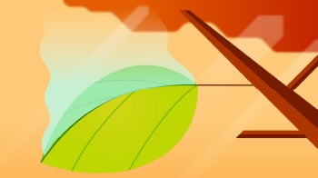 Waarom vallen blaadjes van bomen?